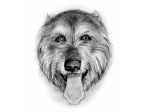 第３回、第４回「Dog Illustration Ustream」モデル犬はいりあさんの愛犬「熊君」