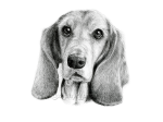第１０回「Dog Illustration Ustream」のモデル犬はひなさん@hina_dogさんの愛犬「しんのすけくん」