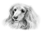 第１１回「Dog Illustration Ustream」のモデル犬はネコ娘さん@wizdogsさんの愛犬「蘭丸ちゃん」