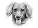 第１４回「Dog Illustration Ustream」のモデル犬はピースさん@peacewanwanさんの愛犬「ぴ〜すくん」