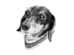 第１５回「Dog Illustration Ustream」モデル犬はファニーさん@fanimtpさんの愛犬「ティナちゃん」